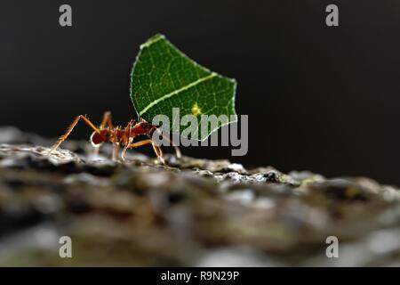Leaf-cutter Ants - Atta cephalotes carrying green leaves in tropical rain forest, Costa Rica, black background Stock Photo