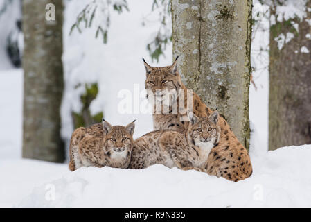 Eurasischer Luchs Familie ,Lynx lynx, eurasian lynx family Stock Photo