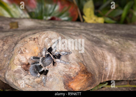 Zebra kneed tarantula spider in Costa Rica Stock Photo