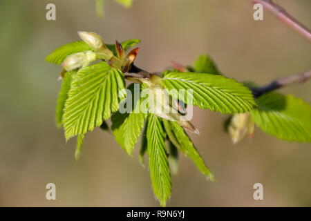 Leaves on a branch in spring Stock Photo
