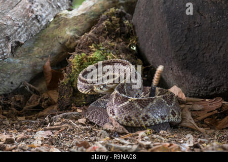 Venomous central American neotropical rattlesnake in Costa Rica Stock Photo