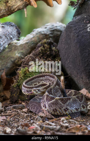 Venomous central American neotropical rattlesnake in Costa Rica Stock Photo