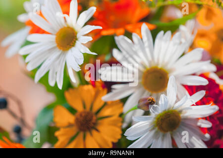 Summer bouquet background, mix of wild and decorative flowers, close-up photo with selective focus Stock Photo