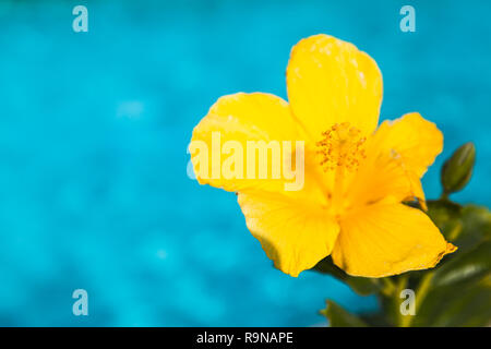 Yellow Hibiscus flower over blue background, close-up photo with selective focus Stock Photo