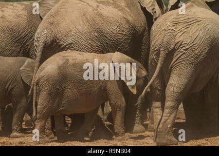 Baby elephant seeking protection from adult elephants, Addo Elephant National Park, South Africa Stock Photo