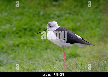 Black-winged Stilt - Himantopus himantopus  Black & White Wader Bird on grass Stock Photo