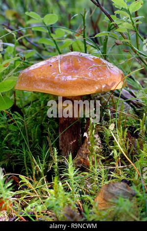 Slippery Jack Mushroom - Suillus luteus  Caledonian Pine Forest Stock Photo
