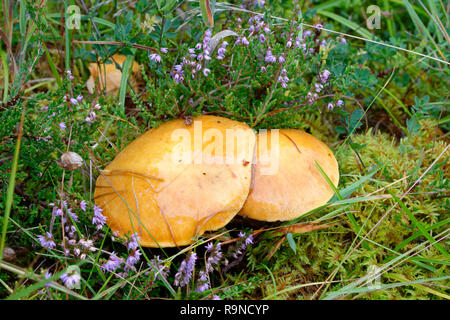 Larch Bolete - Suillus grevillei  Common mushroom with Larch Trees Stock Photo
