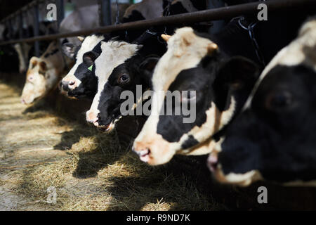 Cows eating Stock Photo