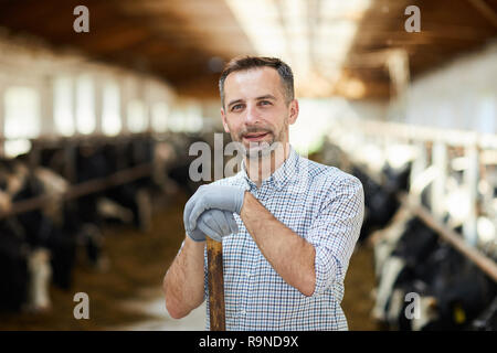 Working in cowshed Stock Photo