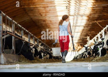 Taking care of cows Stock Photo
