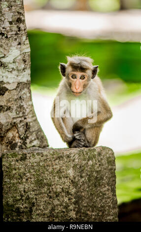 Page 19 | Monkey Pose Images - Free Download on Freepik
