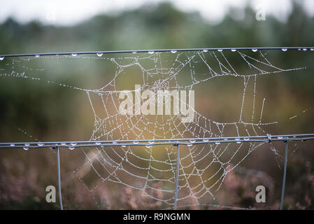 Early morning dew on spider's web hanging from a wire fence in a field with forest and trees showing as a blurred background Stock Photo