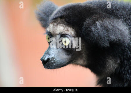 Sideways portrait of mythological Indri Indri lemur, pink background, Madagascar Stock Photo