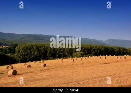 Hay rolls in a meadow near Weddersleben in the Harz Stock Photo