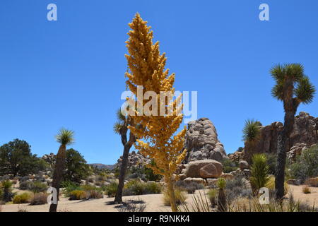 A tall, straight yucca growing in Joshua Tree National Park, California, USA. In the Hidden Valley, Mojave Desert Stock Photo