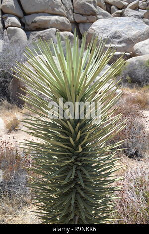 A tall, straight yucca growing in Joshua Tree National Park, California, USA. In the Hidden Valley, Mojave Desert Stock Photo