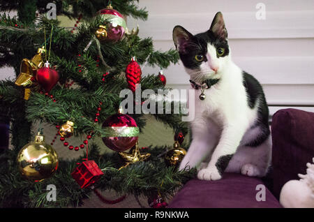 Curious Tuxedo cat sitting nearby christmas tree Stock Photo