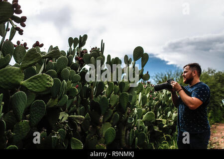 Misael Glauss toma una fotografia de las pencas de nopal en el municipio de Magdalena, Sonora, Mexico.    Pencas of the cactus. catus with tuna fruit. Stock Photo