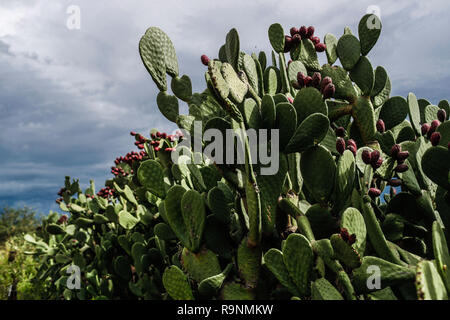 Pencas of the cactus. catus with tuna fruit. Opuntia ficus-indica, known as prickly pear, fig tree, palera, tuna, prickly pear, is a species of shrub  Stock Photo