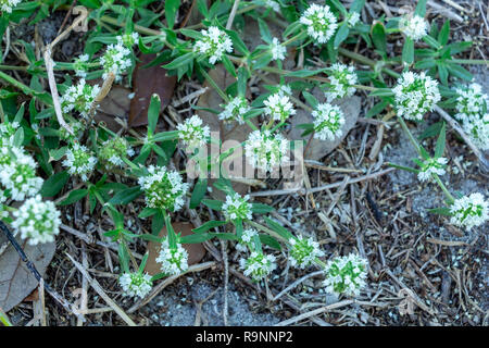Shrubby false buttonweed (Spermacoce verticillata) - Pine Island Ridge Natural Area, Davie, Florida, USA Stock Photo