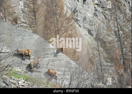 Alpine ibex rock climber Stock Photo
