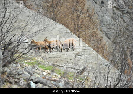 Alpine ibex rock climber Stock Photo