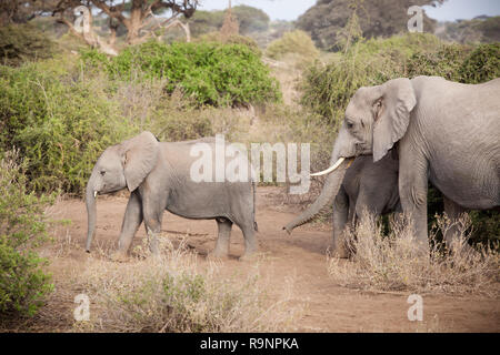 Heard of female elephants guard young while they move to feeding ground Stock Photo