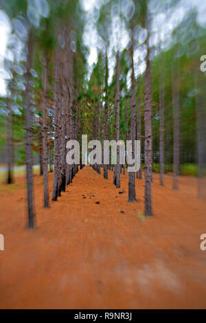 LB00044-00...NORTH CAROLINA  - Planted pine forest near Barnesville, Robeson County. Stock Photo