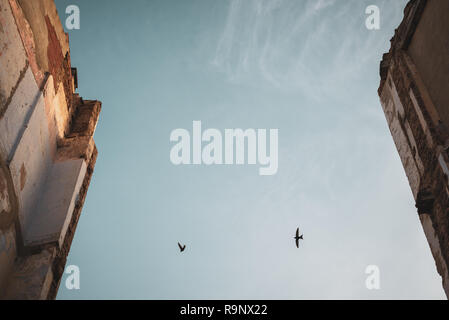Birds flying in the sky in the early morning above derelict buildings in the Old Town of Valencia, Spain. Stock Photo