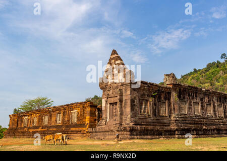 Cows walking in front of the ruins of the Vat Pou Khmer temple in Champasak Stock Photo