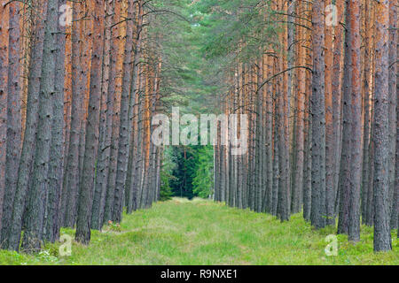 Scots Pine (Pinus sylvestris) tree trunks and firebreak / fireroad / fire line / fuel break, bushfire prevention in coniferous forest Stock Photo