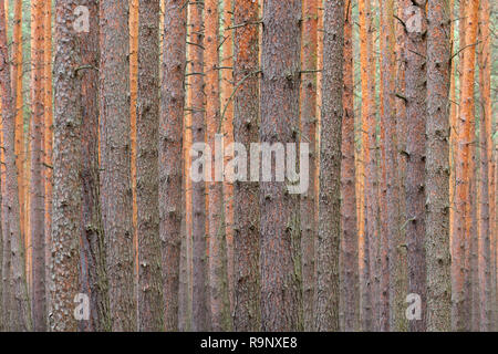 Scots Pine (Pinus sylvestris) tree trunks in coniferous forest Stock Photo