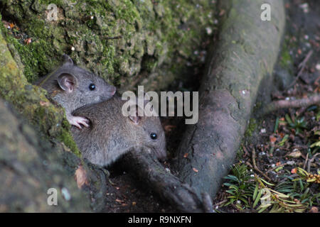 Two wild brown rats emerging from a hole in a tree. Stock Photo