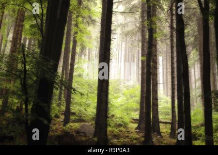Inside a spruce forest with huge trees and mist in the background Stock Photo