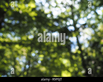 Dappled sunlight bokeh through dark green tree canopy Stock Photo