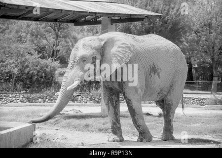 MONTERREY, NL/MEXICO - SEP 14, 2003: An Giraffe at La Pastora Zoo. Near-IR  film Stock Photo - Alamy