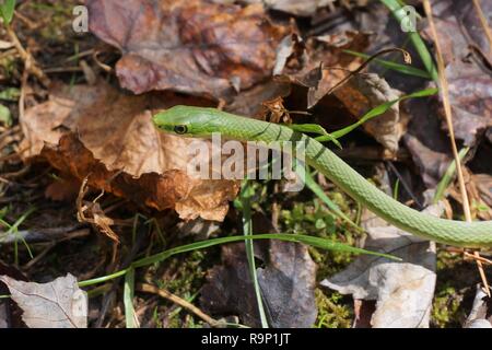 Green snake in the leaves - (smooth green snake, Opheodrys vernalis) Stock Photo