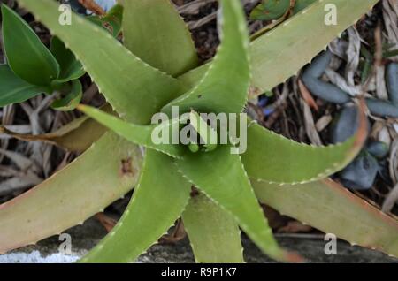 Succulent Aloe Vera plant popular on trend from above zoom in Stock Photo