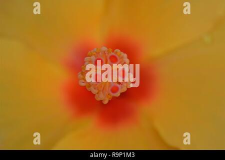 Macro of brilliant yellow hibiscus flower centre, wallpaper background Stock Photo