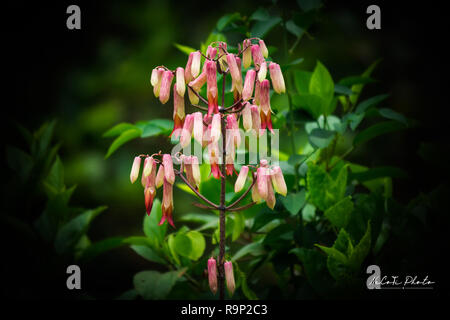 Kalanchoe pinnata flowers Stock Photo