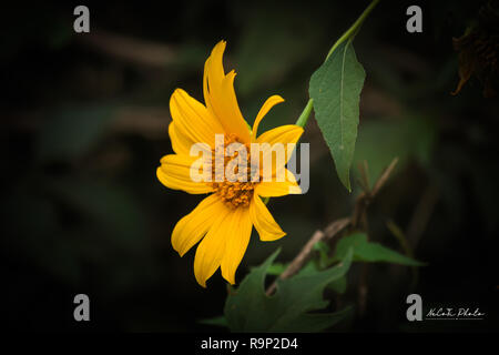 Tithonia diversifolia Beautiful yellow flowers Stock Photo