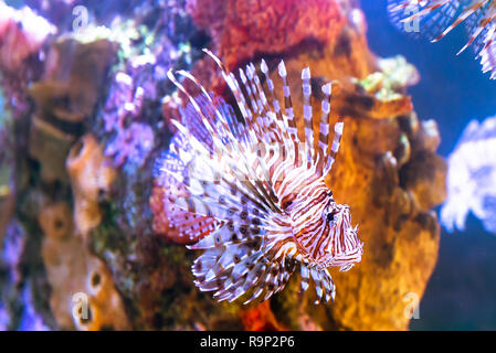 Poison lion fish by the corals on salt water Stock Photo