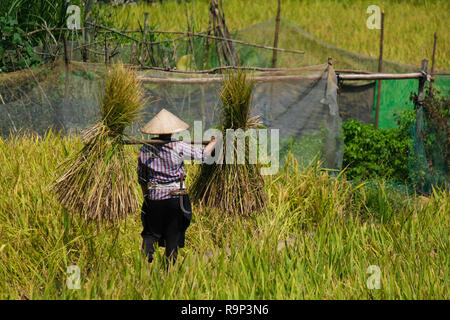 Harvest season. A woman farmer harvesting ripe rice by hand, sickle on yellow rice field.  woman farmer with traditional conical hat working Stock Photo
