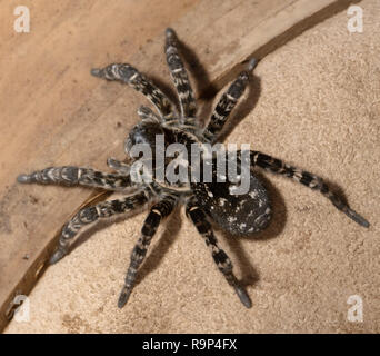 biggest european spider Geolycosa vultuosa, Hortobagy National Park, Hungary puszta, Europe wildlife, UNESCO World Heritage Site Stock Photo