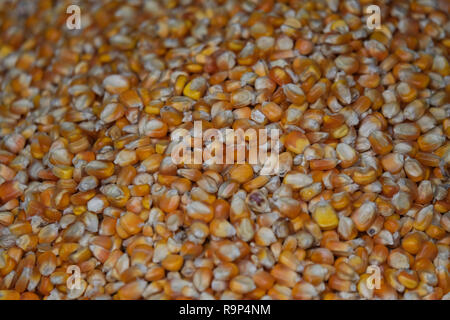 Corn bean seed.  heap of yellow corn beans seed, corn background with copy space. Yellow corn beans is very nutritious Stock Photo