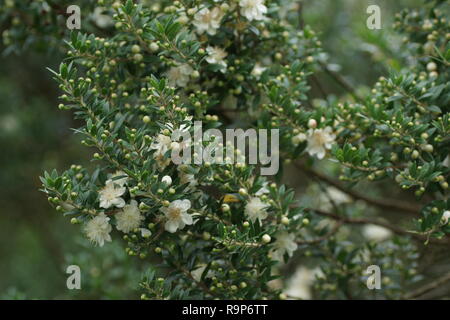 Myrtus communis subsp. tarentina Stock Photo