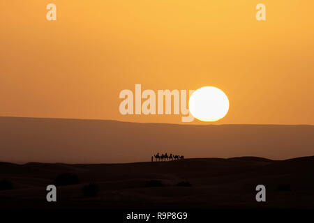 A caravan of camels silhouetted against rising sun in the Sahara desert near Merzouga Morocco. Stock Photo