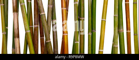 multicolored bamboo background, bamboo isolated on white background Stock Photo
