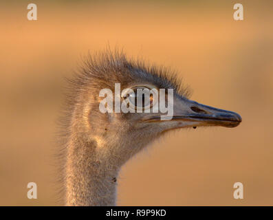 female ostriches in national wildpark Masai Mara, Kenia, Africa Stock Photo